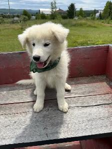 Chiot Samoyède et Border Collie Puppy - Photo 5
