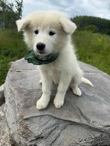 Chiot Samoyède et Border Collie Puppy - Photo 8