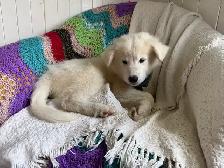 Chiot Samoyède et Border Collie Puppy - Photo 9