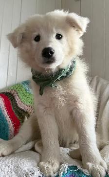 Chiot Samoyède et Border Collie Puppy - Photo 10