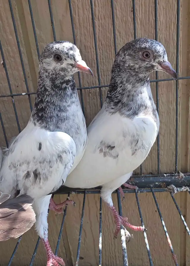 Young pakistani high flyer pigeon for sale