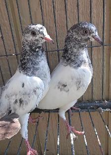 Young pakistani high flyer pigeon for sale