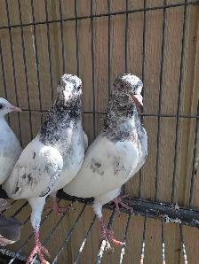 Young pakistani high flyer pigeon for sale - Photo 2