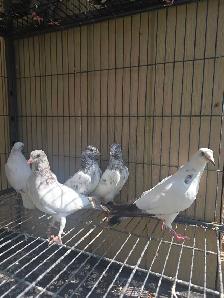 Young pakistani high flyer pigeon for sale - Photo 3