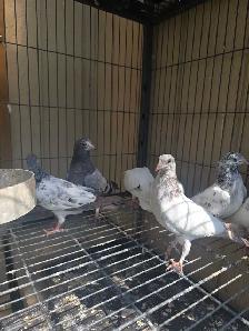 Young pakistani high flyer pigeon for sale - Photo 4