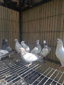 Young pakistani high flyer pigeon for sale - Photo 5