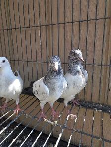 Young pakistani high flyer pigeon for sale - Photo 6