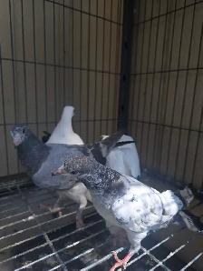 Young pakistani high flyer pigeon for sale - Photo 7