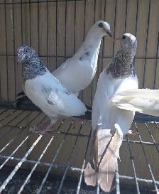 Young pakistani high flyer pigeon for sale - Photo 8