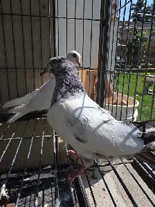 Young pakistani high flyer pigeon for sale - Photo 9