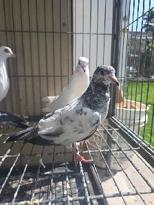 Young pakistani high flyer pigeon for sale - Photo 10