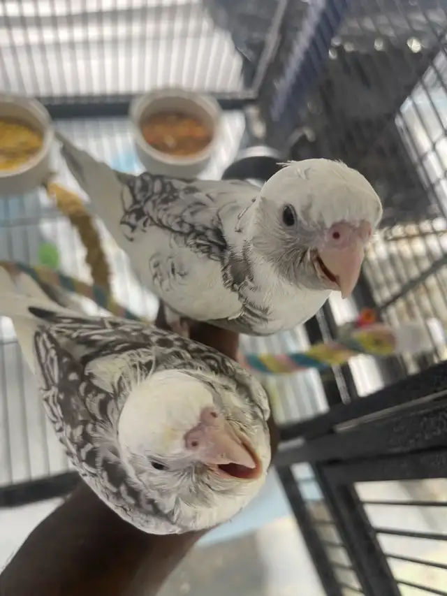 Cockatiel babies.