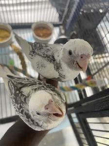 Cockatiel babies.