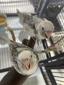 Cockatiel babies. - Photo 2