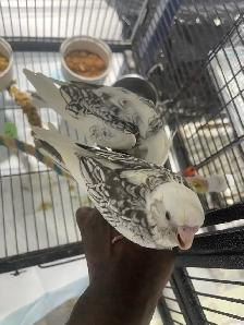 Cockatiel babies. - Photo 3
