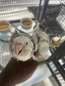Cockatiel babies. - Photo 4