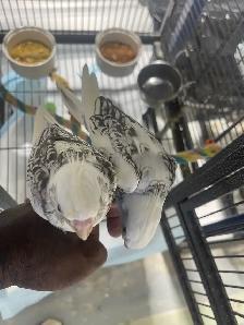 Cockatiel babies. - Photo 5