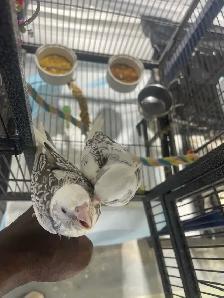 Cockatiel babies. - Photo 6