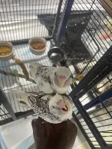 Cockatiel babies. - Photo 7