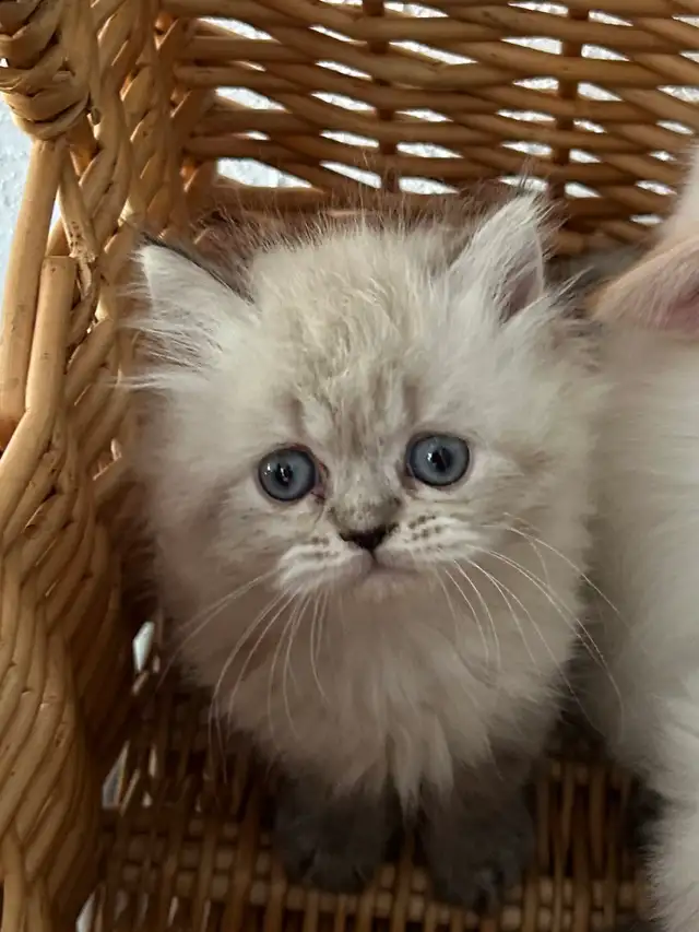 Chaton Himalayen