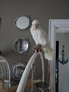 Goffins cockatoo