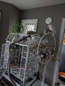 Goffins cockatoo - Photo 2