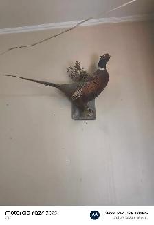 house decor