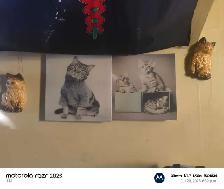 house decor - Photo 5