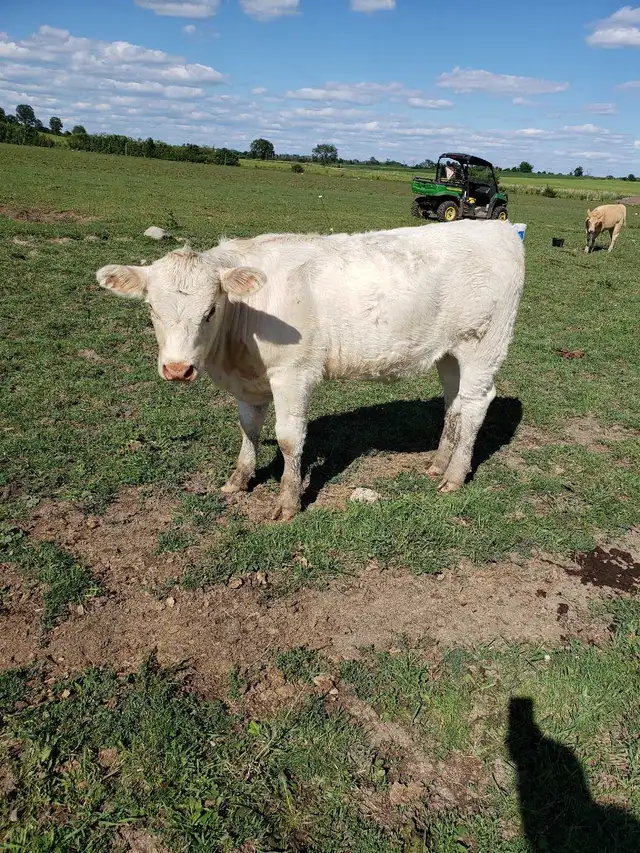 hiefer calves  for  sale