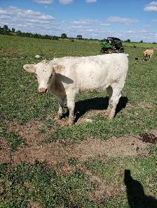 hiefer calves  for  sale
