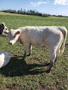 hiefer calves  for  sale - Photo 2