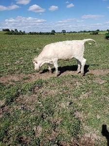hiefer calves  for  sale - Photo 3