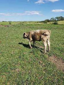 hiefer calves  for  sale - Photo 4