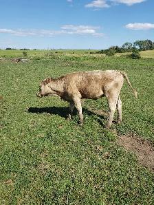 hiefer calves  for  sale - Photo 5