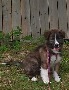 Puppy for sale Golden heeler