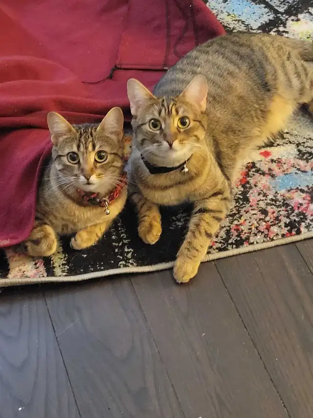 rehoming 2 cats both sisters