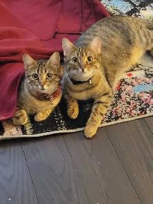 rehoming 2 cats both sisters