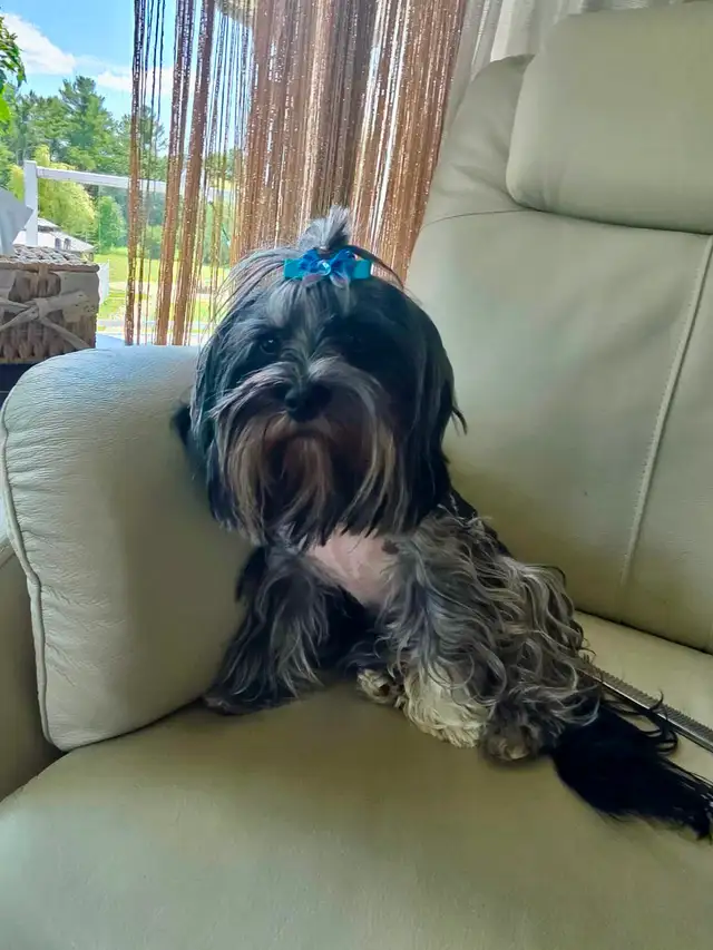 Yorkshire terrier Black Merle