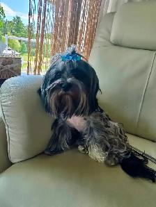 Yorkshire terrier Black Merle