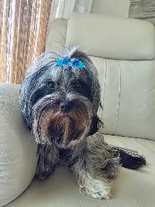 Yorkshire terrier Black Merle - Photo 2