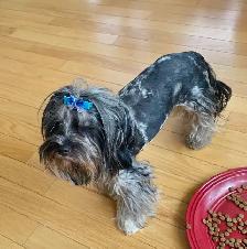 Yorkshire terrier Black Merle - Photo 3
