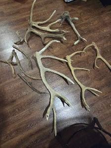 Corne de cerf