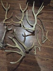 Corne de cerf - Photo 2