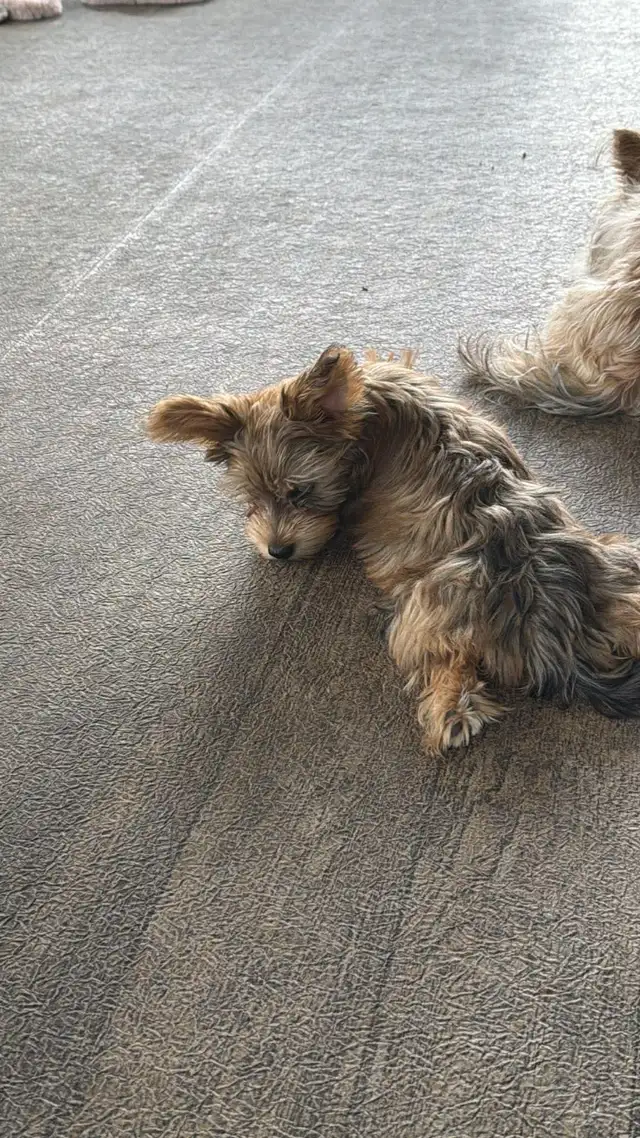 puppie for sale