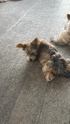 puppie for sale