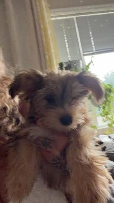 puppie for sale - Photo 2