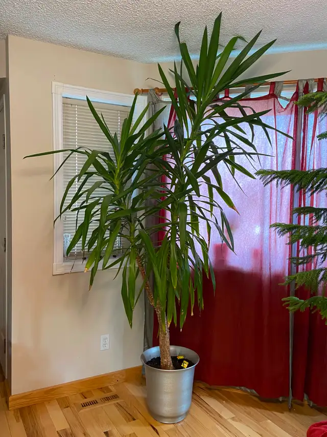 8’ Foot Tall Very Healthy Yucca Plant in 15" Pot