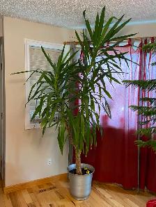 8’ Foot Tall Very Healthy Yucca Plant in 15" Pot
