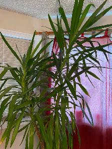 8’ Foot Tall Very Healthy Yucca Plant in 15" Pot - Photo 2