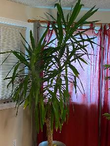 8’ Foot Tall Very Healthy Yucca Plant in 15" Pot - Photo 4
